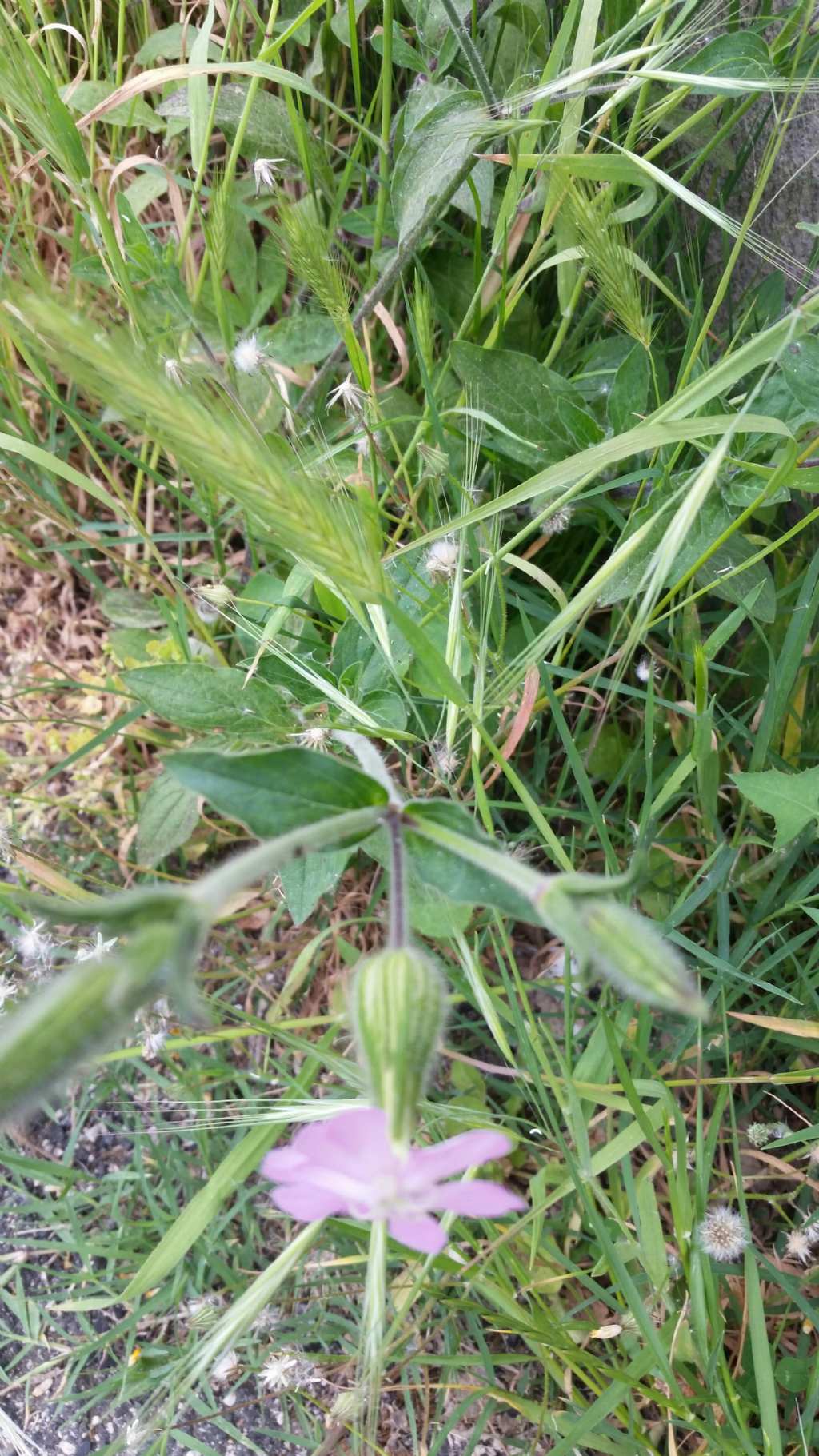 Silene latifolia (Caryophyllaceae)